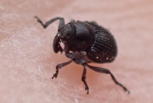 Zacladus exiguus